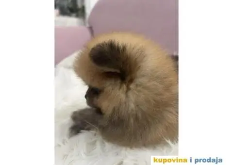 Pomeranac BOO medvedići - 5/5