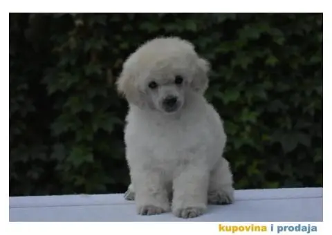 Bele patuljaste pudle - 1/6