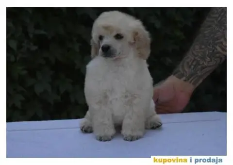 Bele patuljaste pudle - 2/6