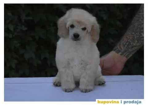 Bele patuljaste pudle - 3/6