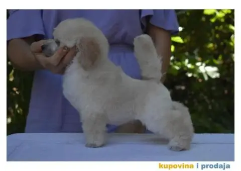 Bele patuljaste pudle - 4/6