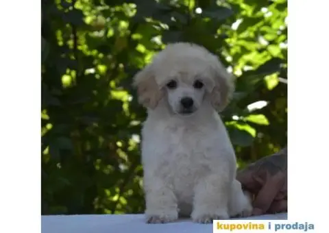 Bele patuljaste pudle - 5/6