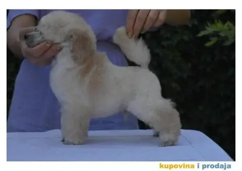 Bele patuljaste pudle - 6/6