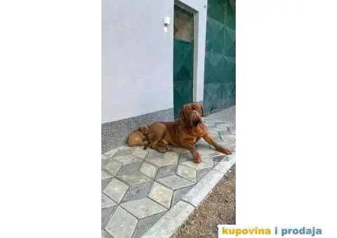 Bordoška Doga štenci - 1/12