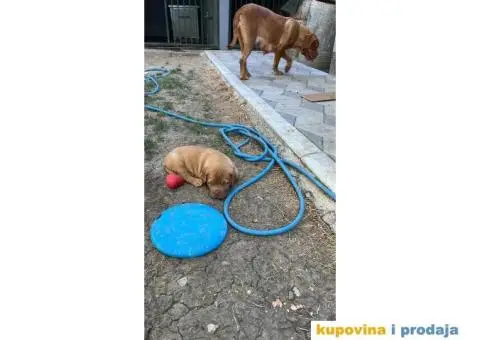 Bordoška Doga štenci - 2/12