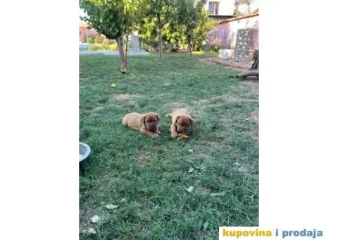 Bordoška Doga štenci - 3/12