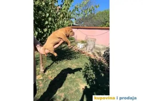 Bordoška Doga štenci - 5/12