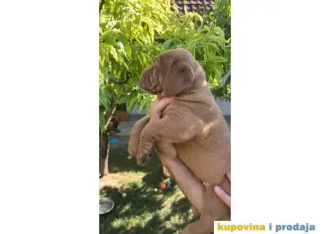 Bordoška Doga štenci - 6/12