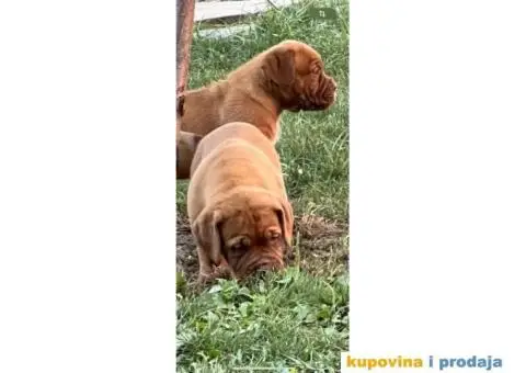 Bordoška Doga štenci - 7/12