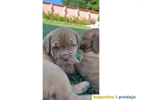 Bordoška Doga štenci - 8/12