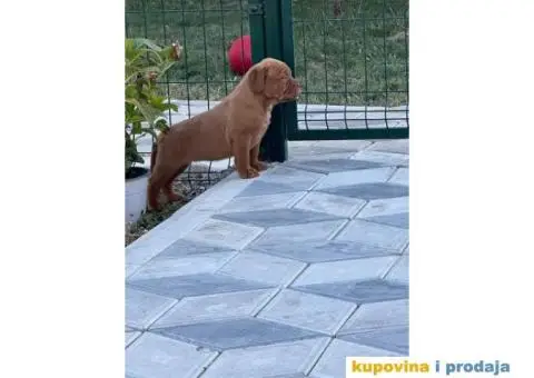 Bordoška Doga štenci - 9/12