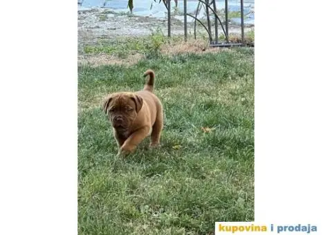 Bordoška Doga štenci - 10/12