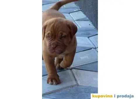 Bordoška Doga štenci - 11/12