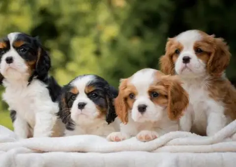 CAVALIER KING CHARLES  spaniel štenci - 1/13