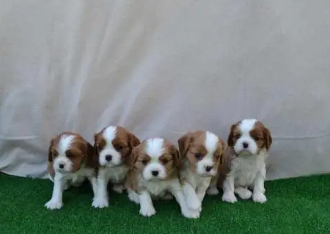 CAVALIER KING CHARLES  spaniel štenci - 2/13