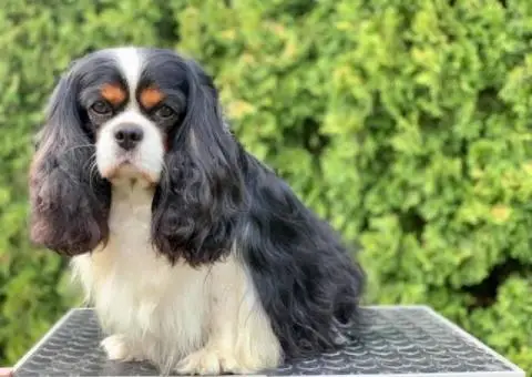 CAVALIER KING CHARLES  spaniel štenci - 3/13