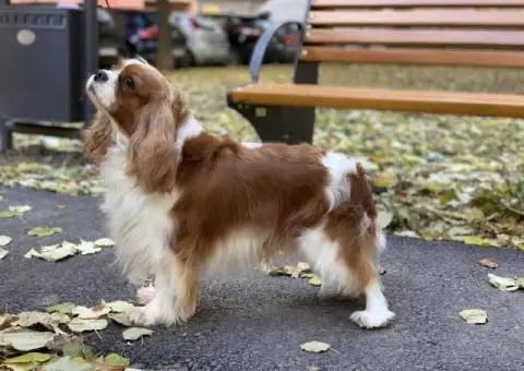 CAVALIER KING CHARLES  spaniel štenci - 4/13