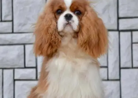 CAVALIER KING CHARLES  spaniel štenci - 5/13