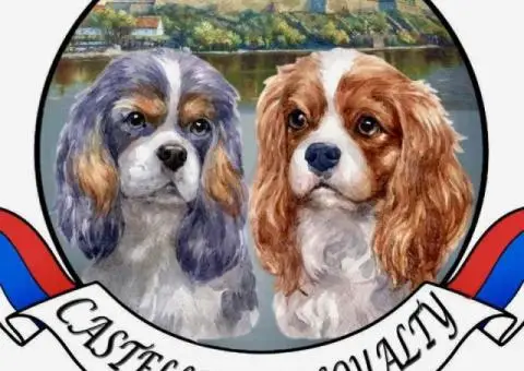 CAVALIER KING CHARLES  spaniel štenci - 6/13