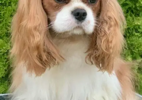 CAVALIER KING CHARLES  spaniel štenci - 7/13