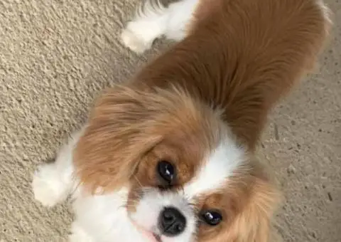 CAVALIER KING CHARLES  spaniel štenci - 9/13