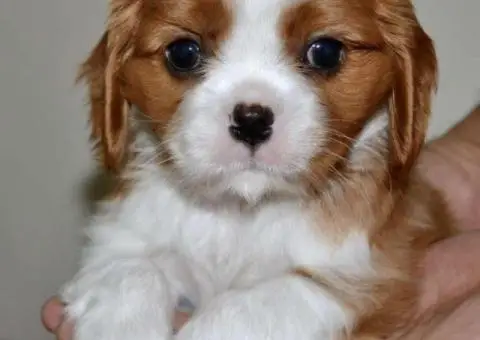 CAVALIER KING CHARLES  spaniel štenci - 10/13