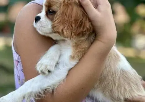 CAVALIER KING CHARLES  spaniel štenci - 11/13