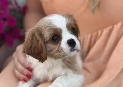 CAVALIER KING CHARLES  spaniel štenci - 12/13