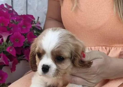 CAVALIER KING CHARLES  spaniel štenci - 13/13