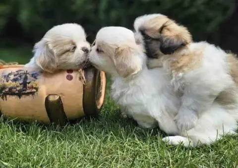 Na prodaju štenad kraljevskog PEKINEZERA - 1/8