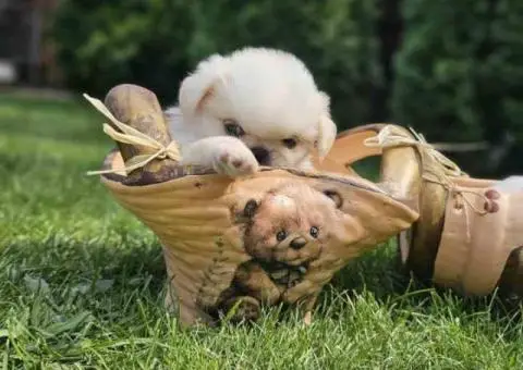 Na prodaju štenad kraljevskog PEKINEZERA - 2/8