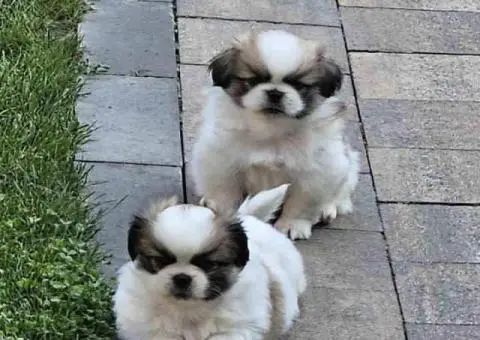 Na prodaju štenad kraljevskog PEKINEZERA - 3/8