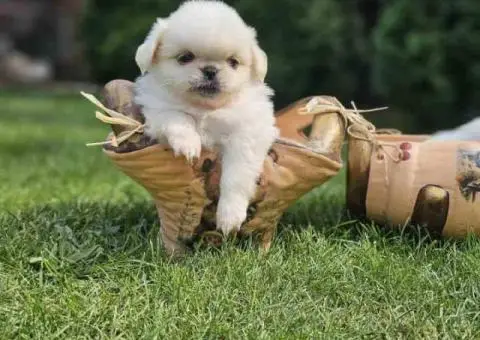 Na prodaju štenad kraljevskog PEKINEZERA - 4/8