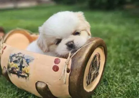 Na prodaju štenad kraljevskog PEKINEZERA - 5/8