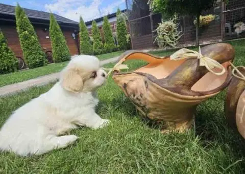 Na prodaju štenad kraljevskog PEKINEZERA - 6/8