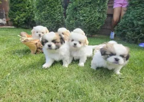 Na prodaju štenad kraljevskog PEKINEZERA - 7/8