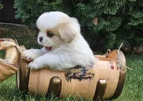 Na prodaju štenad kraljevskog PEKINEZERA - 8/8