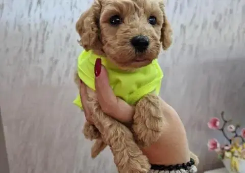 Aprikot decak i devojcica mini PUDLE - 1/5