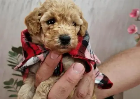 Aprikot decak i devojcica mini PUDLE - 2/5