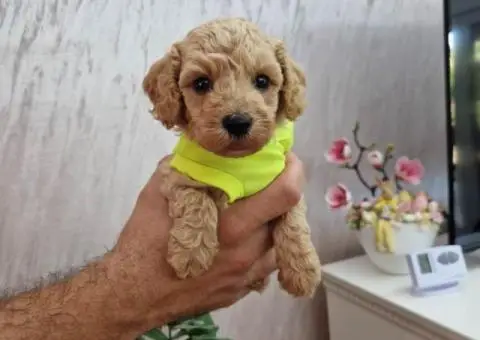 Aprikot decak i devojcica mini PUDLE - 3/5