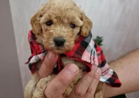 Aprikot decak i devojcica mini PUDLE - 4/5