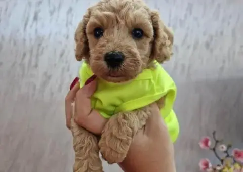 Aprikot decak i devojcica mini PUDLE - 5/5