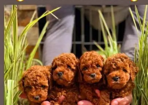 Najlepse bebe teddy bear toy pudle - 1/6