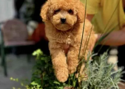 Najlepse bebe teddy bear toy pudle - 2/6