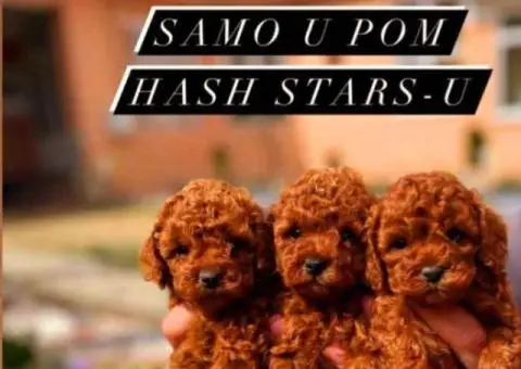 Najlepse bebe teddy bear toy pudle - 3/6