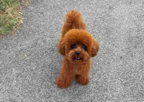 Najlepse bebe teddy bear toy pudle - 4/6