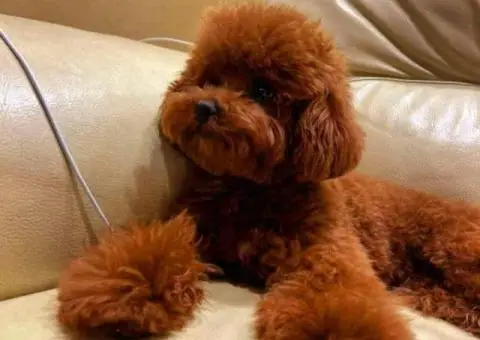 Najlepse bebe teddy bear toy pudle - 5/6