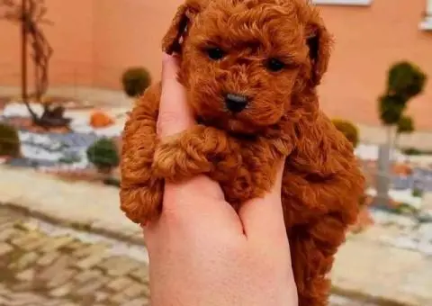 Najlepse bebe teddy bear toy pudle - 6/6