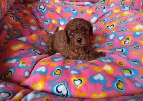 Prodajem prelepe stence pudli - 1/5