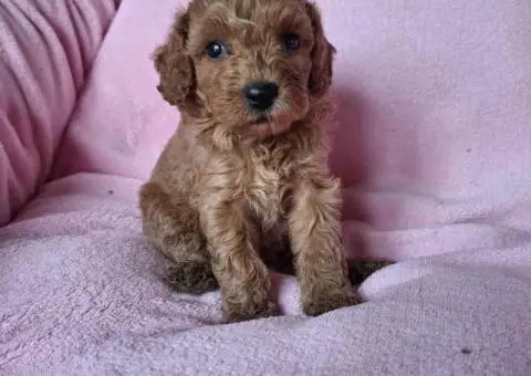 Prodajem prelepe stence pudli - 2/5